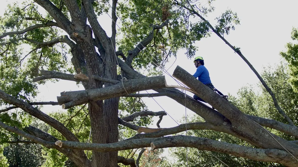 Professional Crown Thinning performed by certified arborists in Sonora